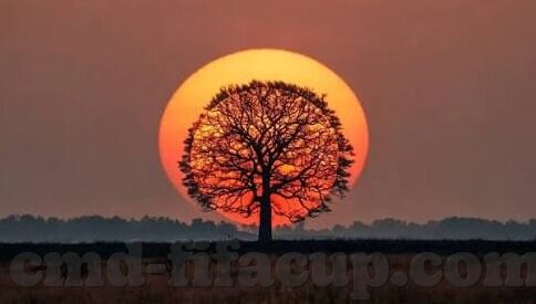 98世界杯全部比赛视频-98世界杯全部比赛视频，重温经典，感受足球的魅力